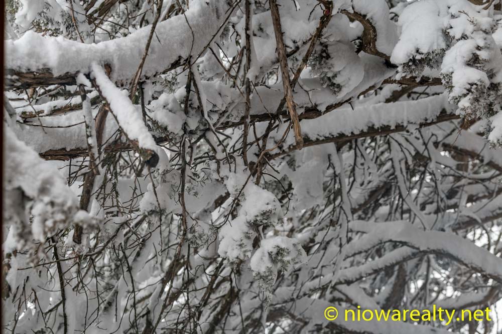 Tangled Branches