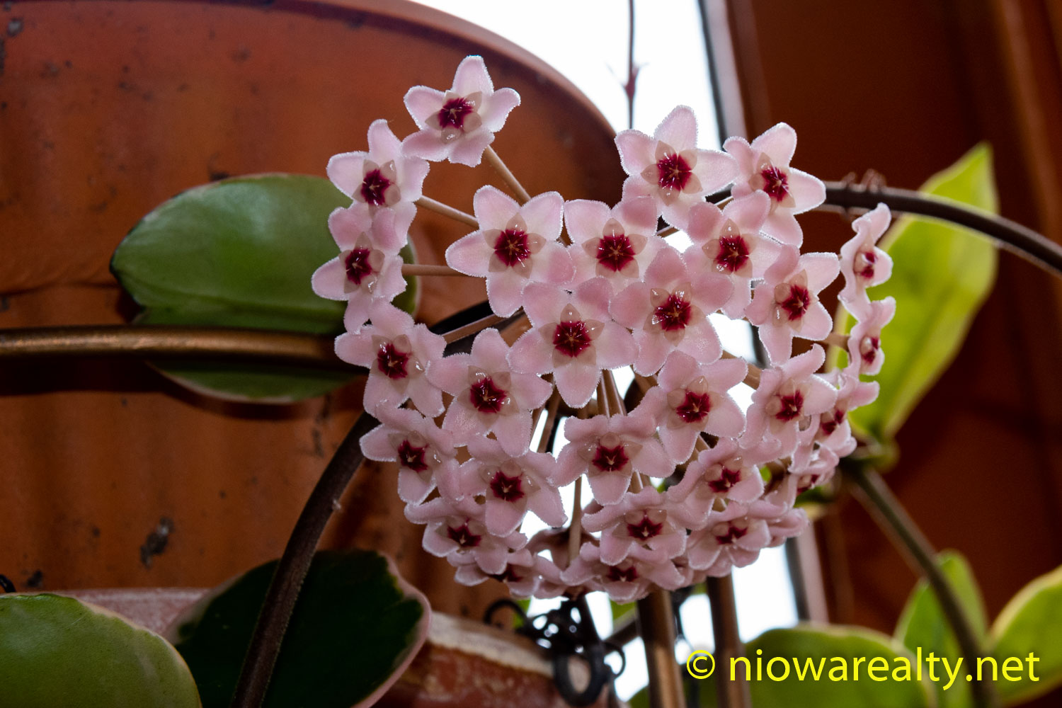 Blooming Hoya