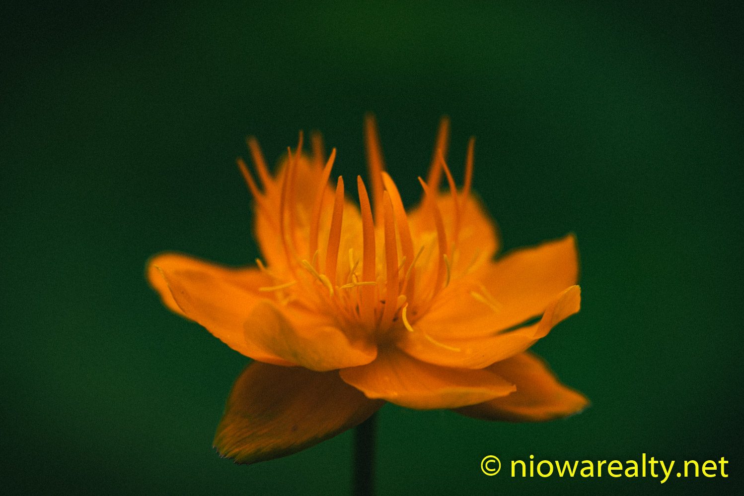 Grow All the More
