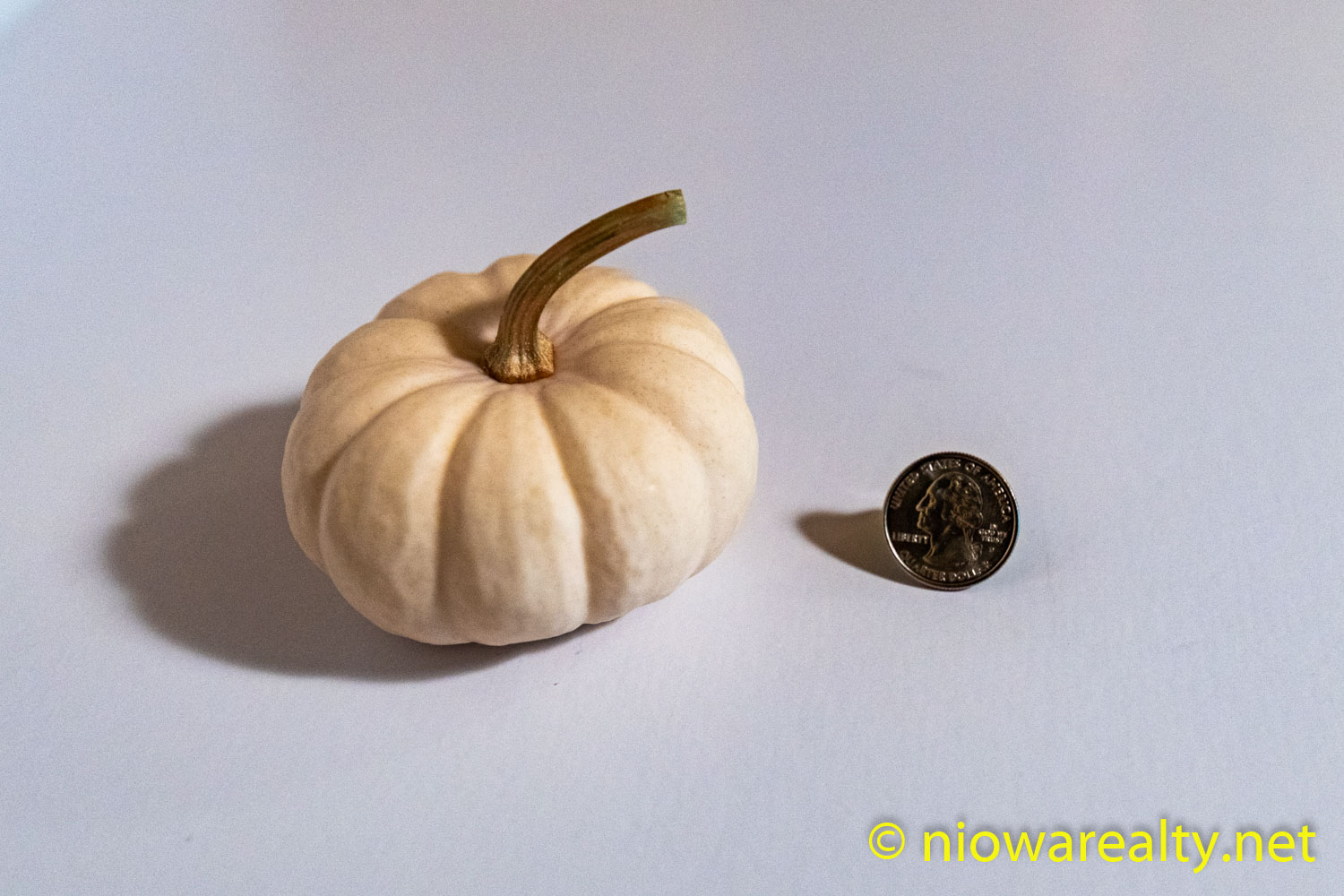 Miniature White Pumpkin