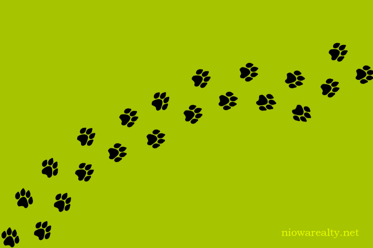 Cat Tracks