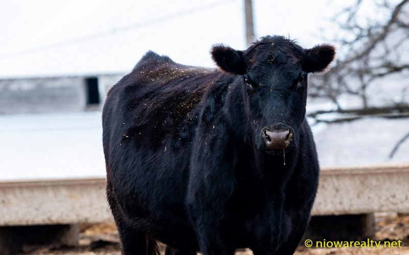 Moo Happy Christmas