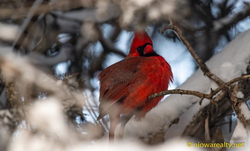 Vibrant Reds