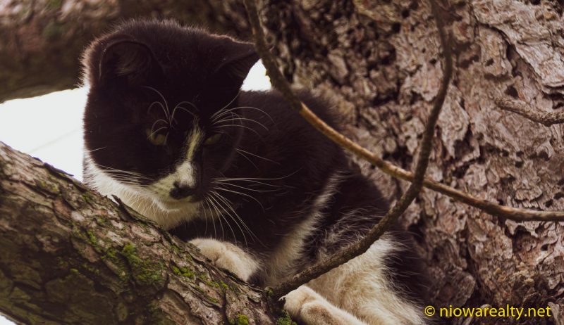 Like a Cornered Feral