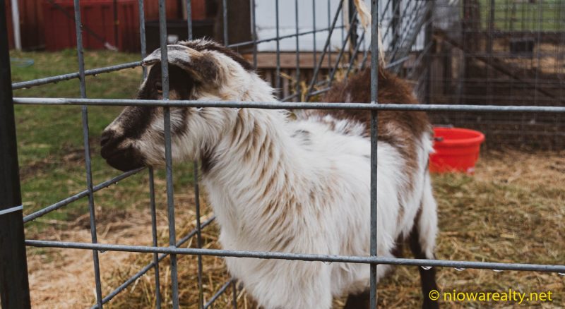Goat’s Milk