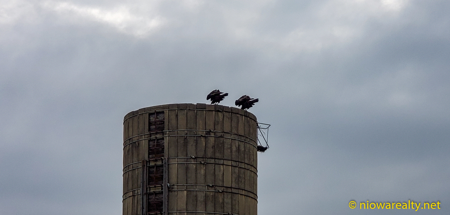 Vultures Perched Above