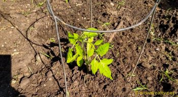 From Direct Sowing