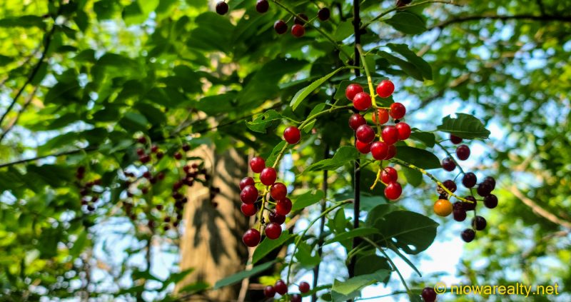 Choke Cherries