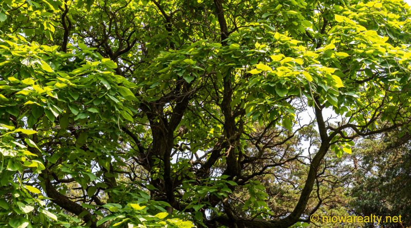 Old-growth Weeds