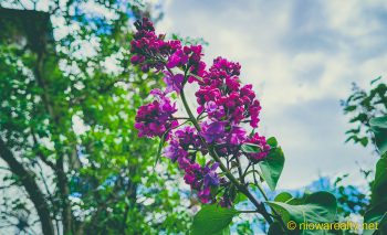 Lilacs Last In The Dooryard Bloom’d