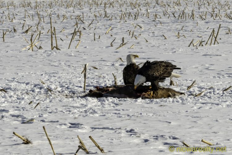 The Eagles Have Certainly Landed