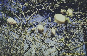 The Harbingers Of Spring