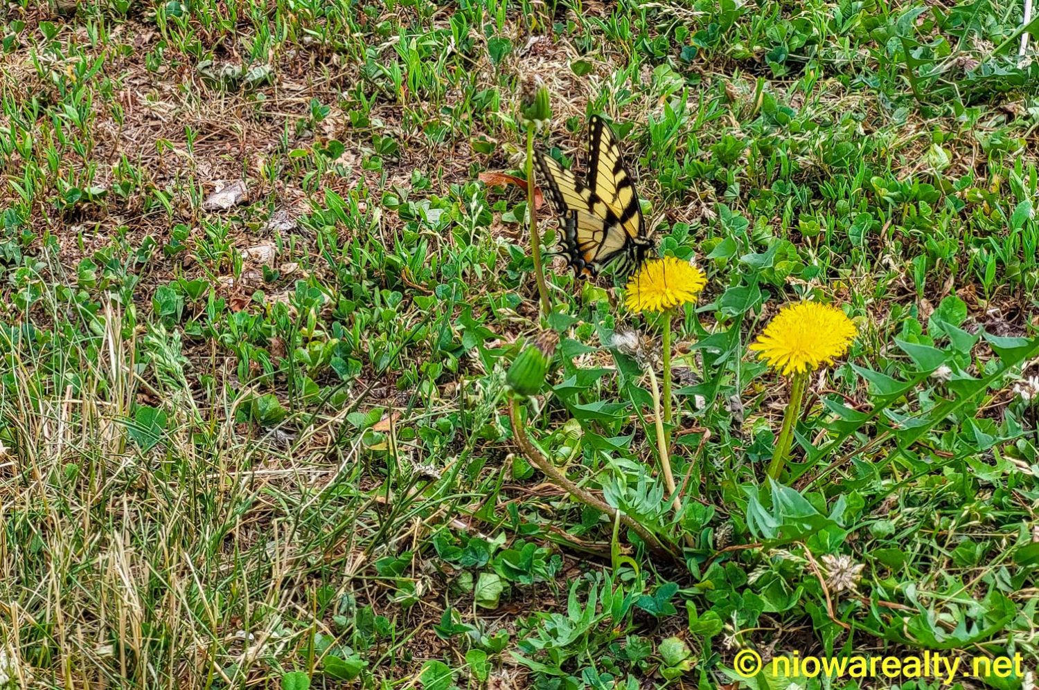 The Most Curious Butterfly