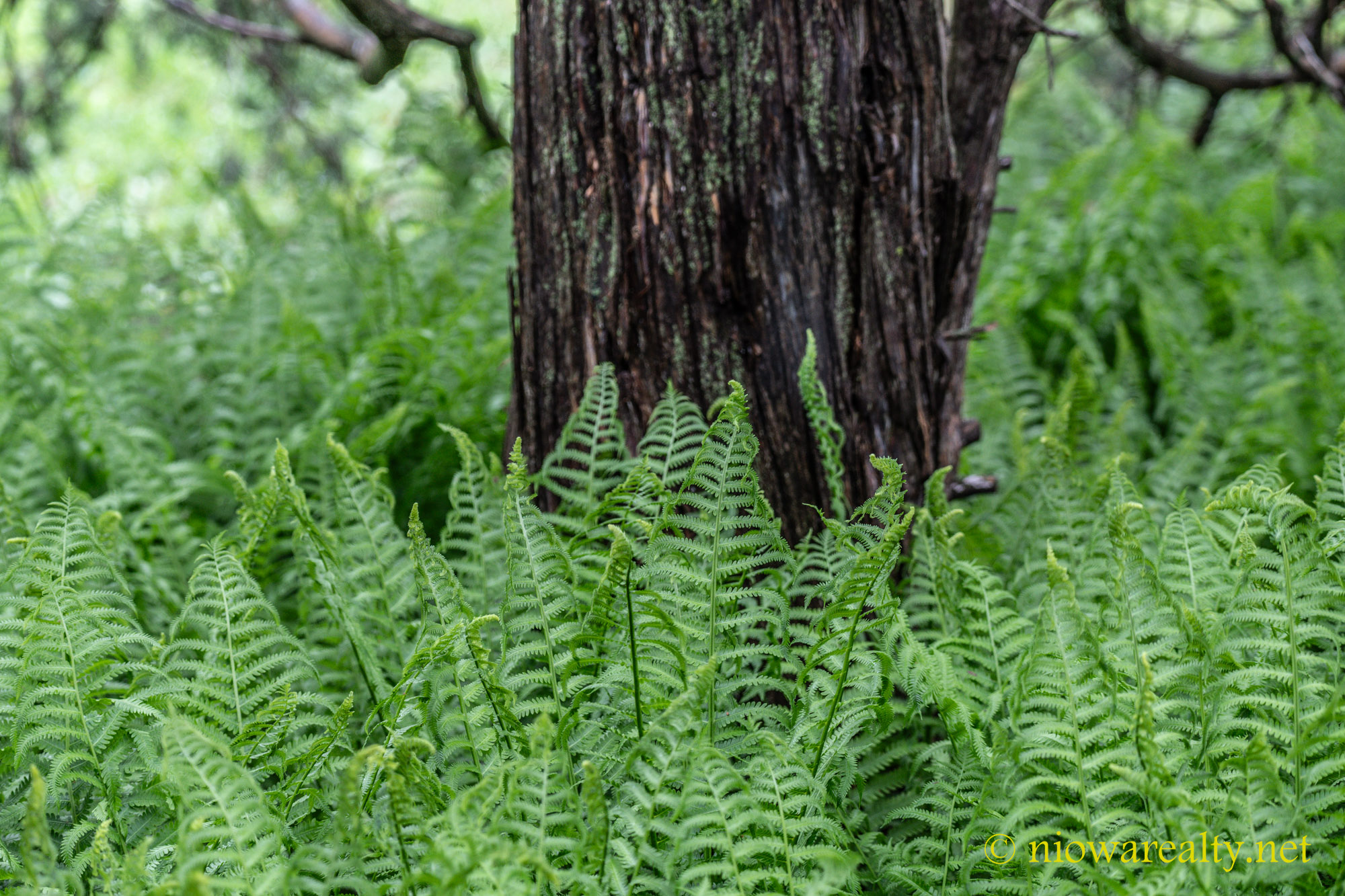 A Good Game Of Hats And Masks - Holtz Realty