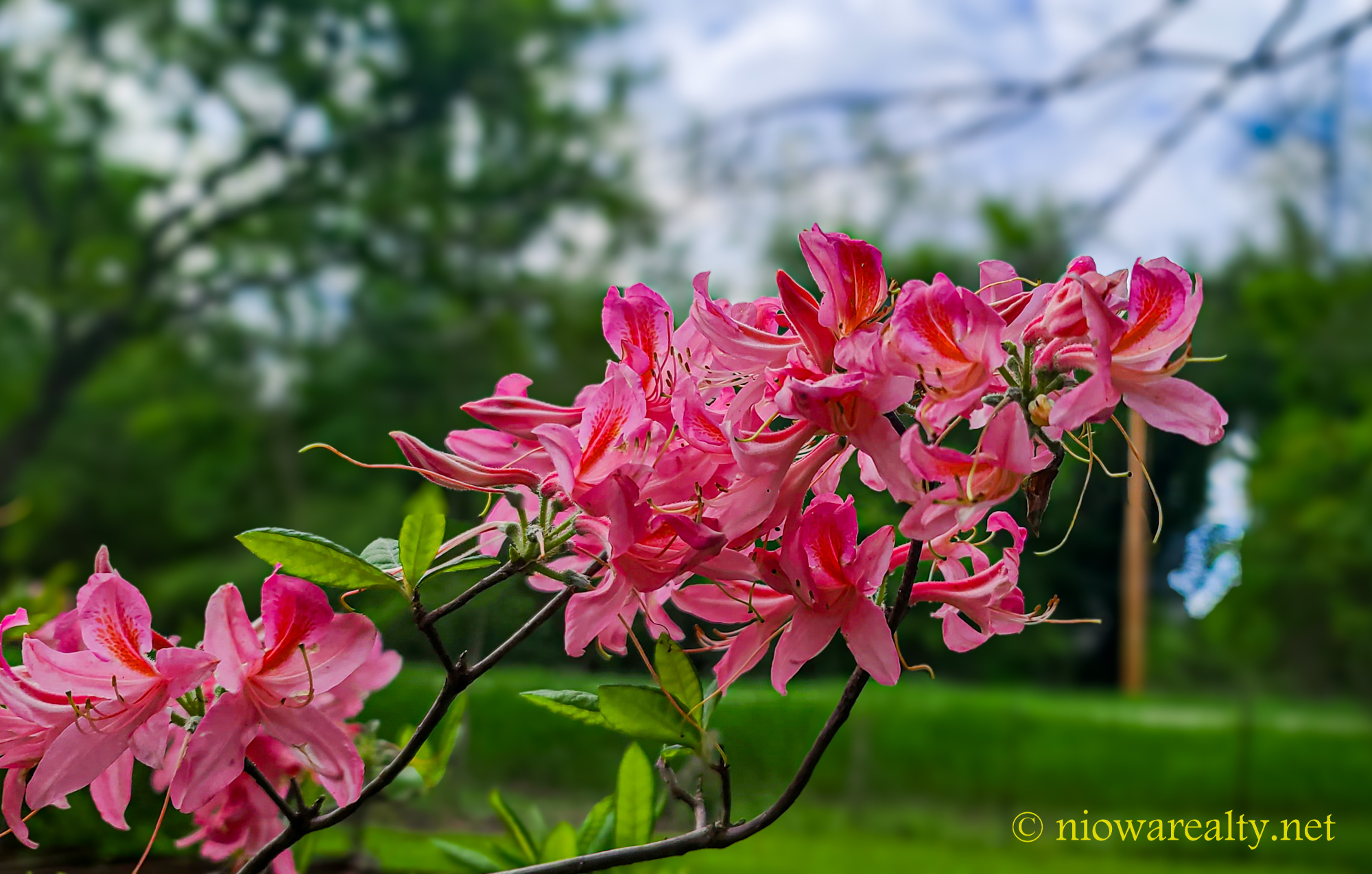 Put Their Knives And Forks Down - Holtz Realty