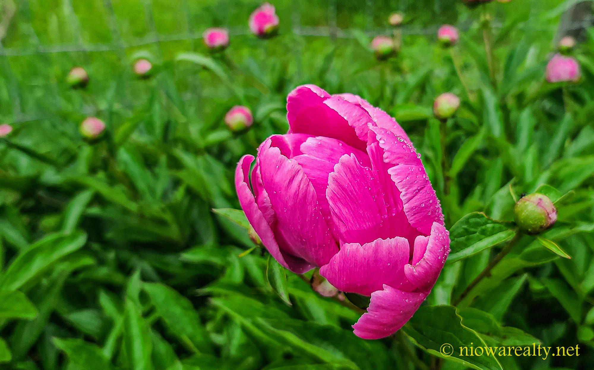 The Other Swearing To It - Holtz Realty