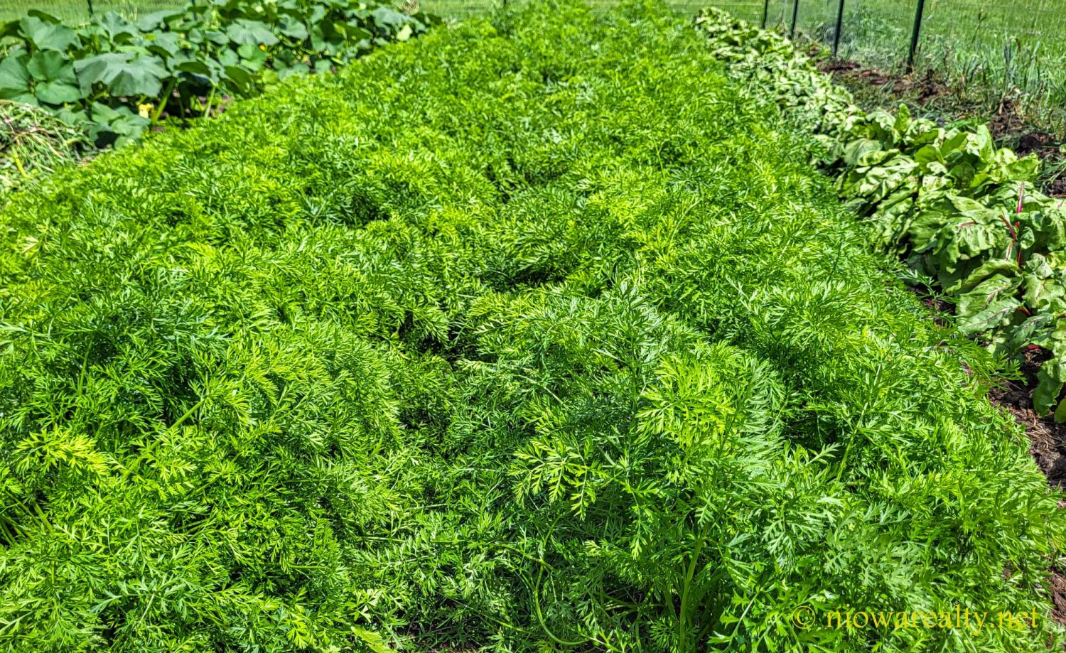 Creating A Sea Of Green