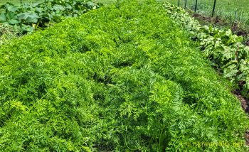 Creating A Sea Of Green