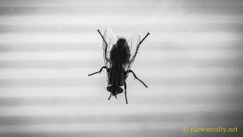A Fly On The Wall