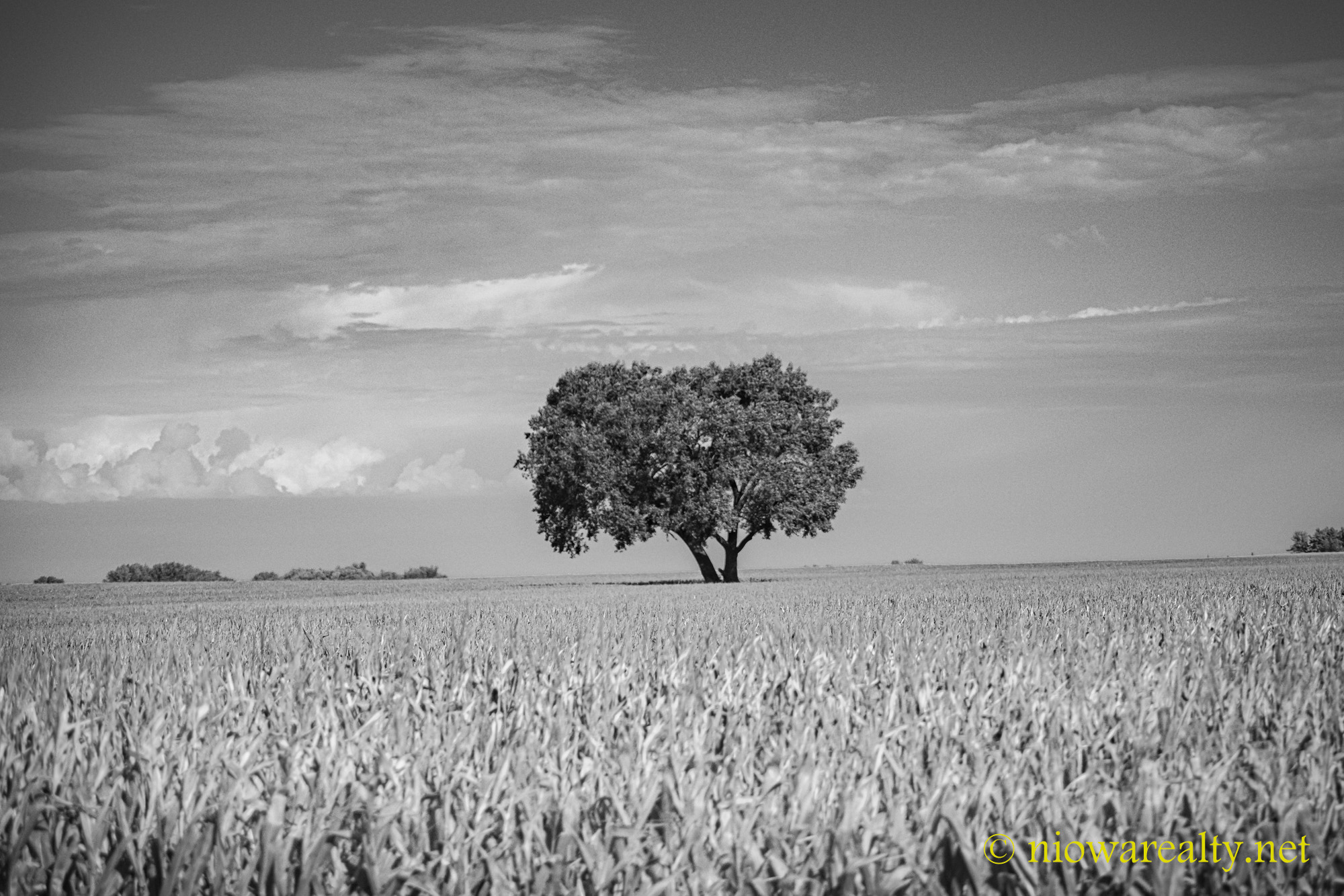 Personal Space Bubble Holtz Realty