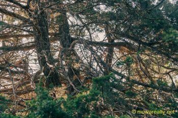 See The Forest