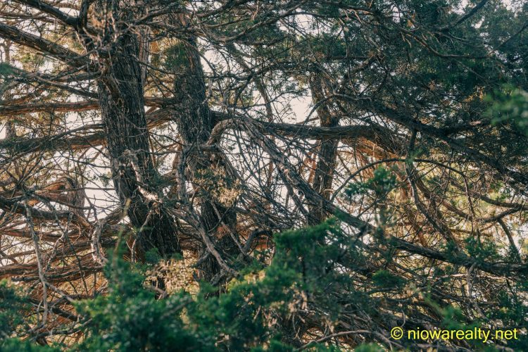 See The Forest