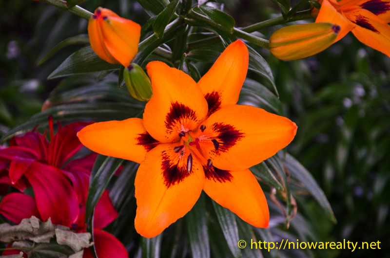 flowers