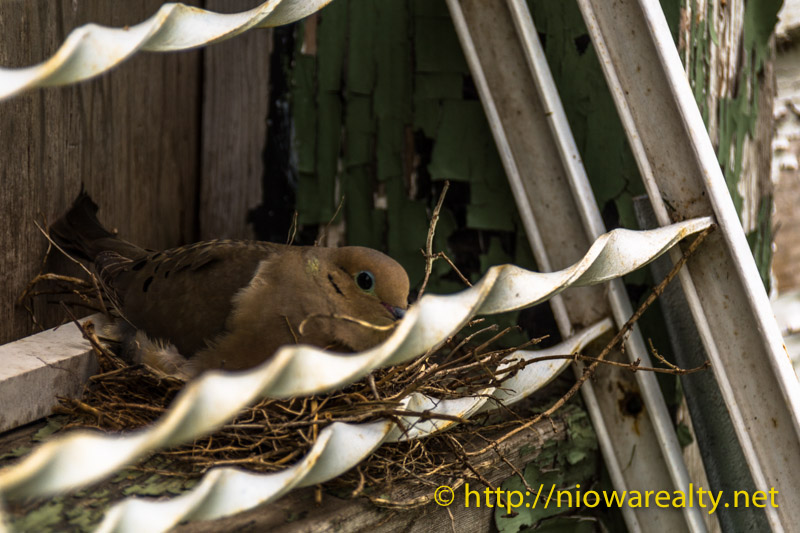 Mourning-dove