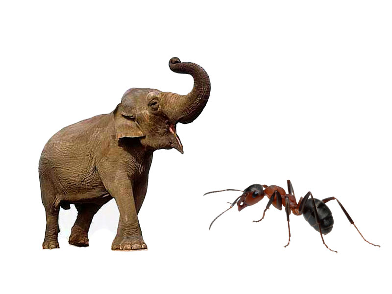 Ants-and-Elephants