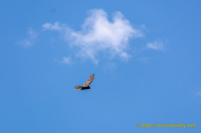 Turkey-Vulture